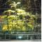 La Biosfera di Renzo Piano - rassegna web - professione Architetto