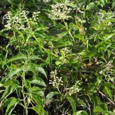 Image result for Hoslundia opposita