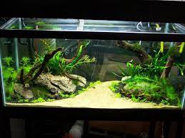 if you build a freshwater aquarium on january 1st when will it be complete fresh water fish tank fish tank design aquascape aquarium