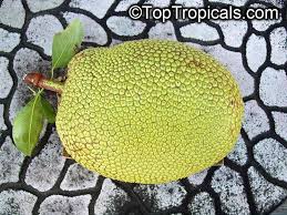 Image result for Artocarpus heterophyllus