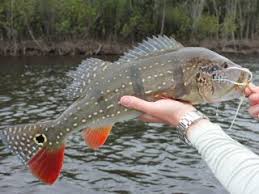 Temensis peacock bass (cichla temensis). Peacock Bass Archives Jeff Currier