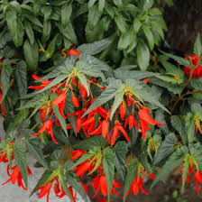Outside flowers that last all year. 10 Top Outdoor Garden Plants That Thrive Indoors