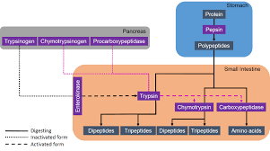 ou human physiology chemical digestion and absorption a