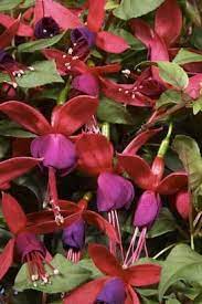 Windchimes Dark Eyes Fuchsia Species Flower Wallpaper Dark Eyes Fuchsia