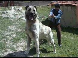 korkut adli kullanicinin geek que j adore panosundaki pin kangal kopegi kopek hayvan