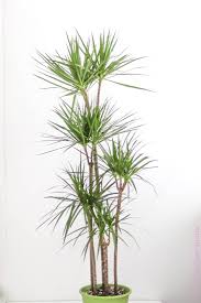 Image result for Dracaena camerooniana