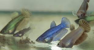 Before getting tank mates for your betta you another extremely easy fish to keep, platies can be another great choice for your betta. Unusual Betta Fish Food Vinegar Eels Worms Zenaquaria