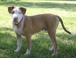 Do you like this video? Life Span Of American Pit Bull Terrier