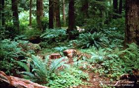 Pin By Celina Pham On North American Forests Forest Plants Temperate Forest Plants Bushes And Shrubs