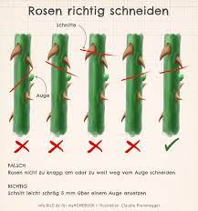Wächst der stamm und wird er breiter und dicker, kann der eingesetzte stützstab entfernt werden. Rosen Richtig Schneiden Im Fruhjahr Und Herbst Myhomebook