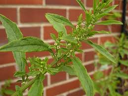 Image result for Chenolea diffusa