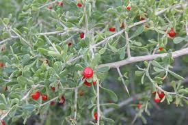 Image result for Lycium