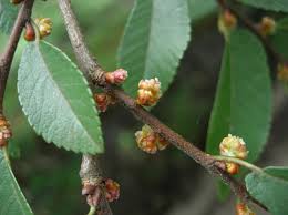 Image result for Ulmaceae