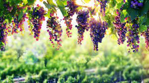 The exact resolution is 7680×4320, otherwise known as 4320p. 7680x4320 Grape 8k 8k Hd 4k Wallpapers Images Backgrounds Photos And Pictures