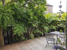 Planting hedges and low bushes around the house is a perfect option for low screening. Narrow Plant Screening Screen Plants Tropical Garden Design Tropical Backyard Landscaping