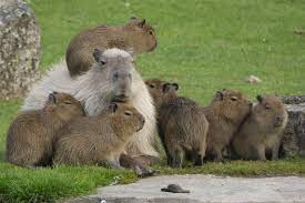 Pin On Be The Capybara