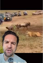 Lioness Hunting Techniques in African Wilderness