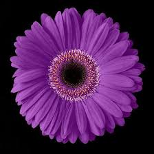 Image result for Gerbera