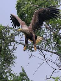 Birds Of Prey Animals List Een Roofvogel Lk Kan Hem Niet With Images Birds Of Prey Birds Moose Deer