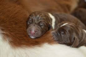 Newfoundland puppies grow very rapidly, starting at about four to seven months. Moore Newfies Reputable Newfoundland Breeder In Colorado