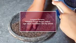 We did not find results for: Cara Efektif Memisahkan Biji Selasih Dari Bunganya Youtube