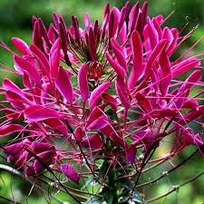 Image result for Cleome