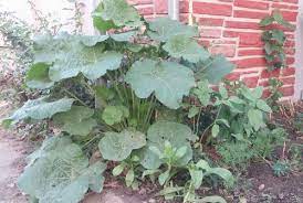 Lesions caused by hollyhock rust on the upper leaf surface. First Year Hollyhock Plant