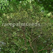 Image result for Diospyros abyssinica