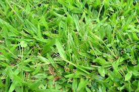 Image result for Axonopus