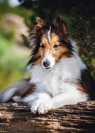 Pin By Cidinha Meneghel On Amante Dos Animais Dog Photos Dogs Dog Cat