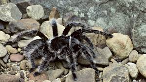 Curly haired cat long haired cats i love cats cool cats selkirk rex kittens long hair cat breeds youtube animals rex cat. Keeping And Caring For Curly Hair Tarantulas As Pets