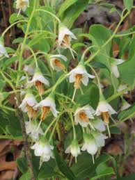 Image result for Vaccinium stanleyi