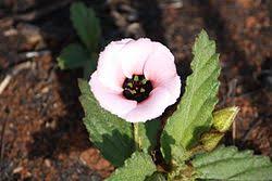 Image result for Afroqueta capensis