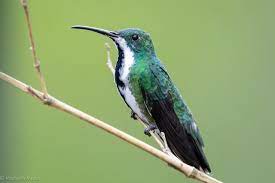 Photos - Black-throated Mango - Anthracothorax nigricollis - Birds of the World