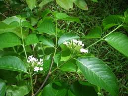 Image result for Holarrhena