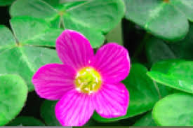 Image result for Oxalis oligotricha