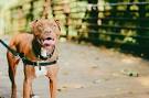 10 Most Aggressive Dog Breeds: Temperament Ratings and ...
