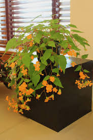 Image result for Vernonia sutherlandii