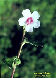 Image result for Urena