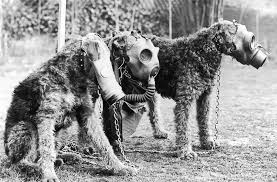 Horse's gas mask is featured on the left. Stunning Vintage Photos Of Pets Wearing Gas Masks During The World War I
