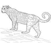 Jaguars Coloring Pages Free Coloring Pages Cat Coloring Page Animal Coloring Pages Coloring Pages