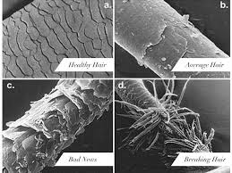 Hair Under A Microscope Hair Hair Cabelos Saudaveis Cabelo