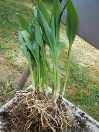 Maybe you would like to learn more about one of these? Dividing Calla Lilies Plant Lily Plants Growing Lilies Calla Lily