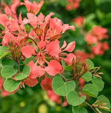 Image result for Bauhinia galpinii
