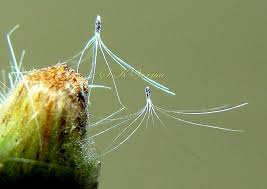 Image result for Pseudoconyza viscosa