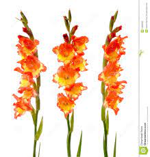 Red And Yellow Gladiolus Gladiolus Watercolor Flowers Paintings Gladiolus Flower