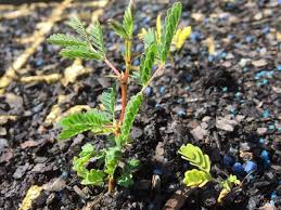 Image result for Acacia xanthophloea
