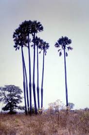 Image result for Borassus aethiopum