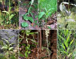 Image result for Epipactis africana