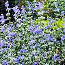 Maybe you would like to learn more about one of these? Vivek Flowers New Brunswick Nj Flix It